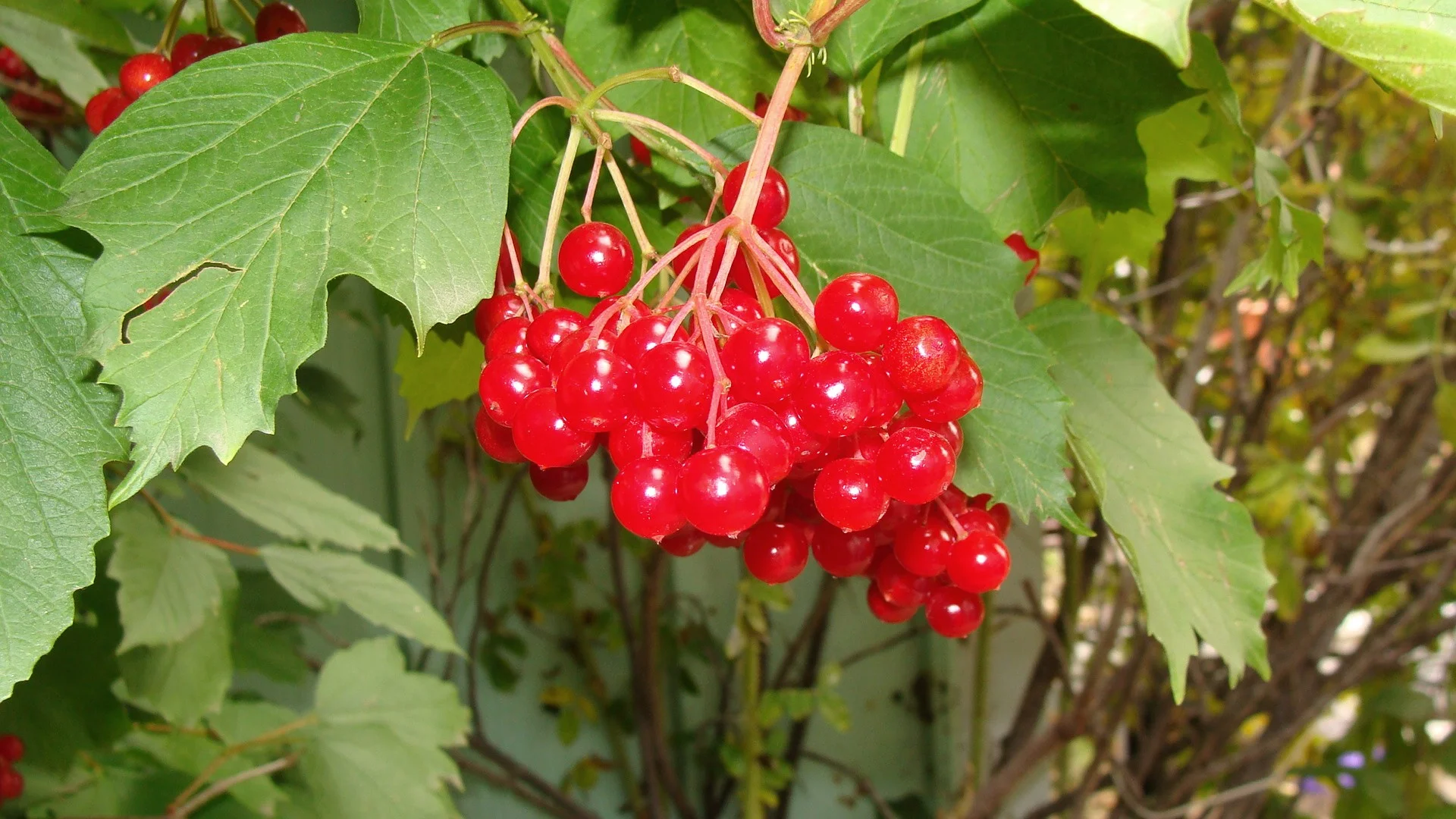 highbush cranberry fruit.jpg
