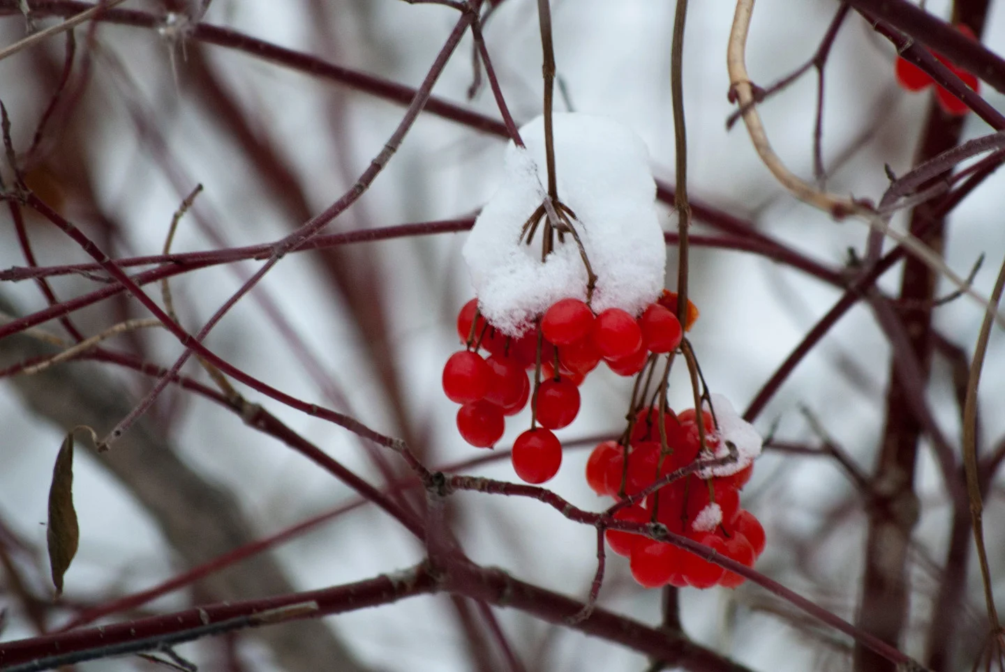 highbush cranberry fruit winter.jpg