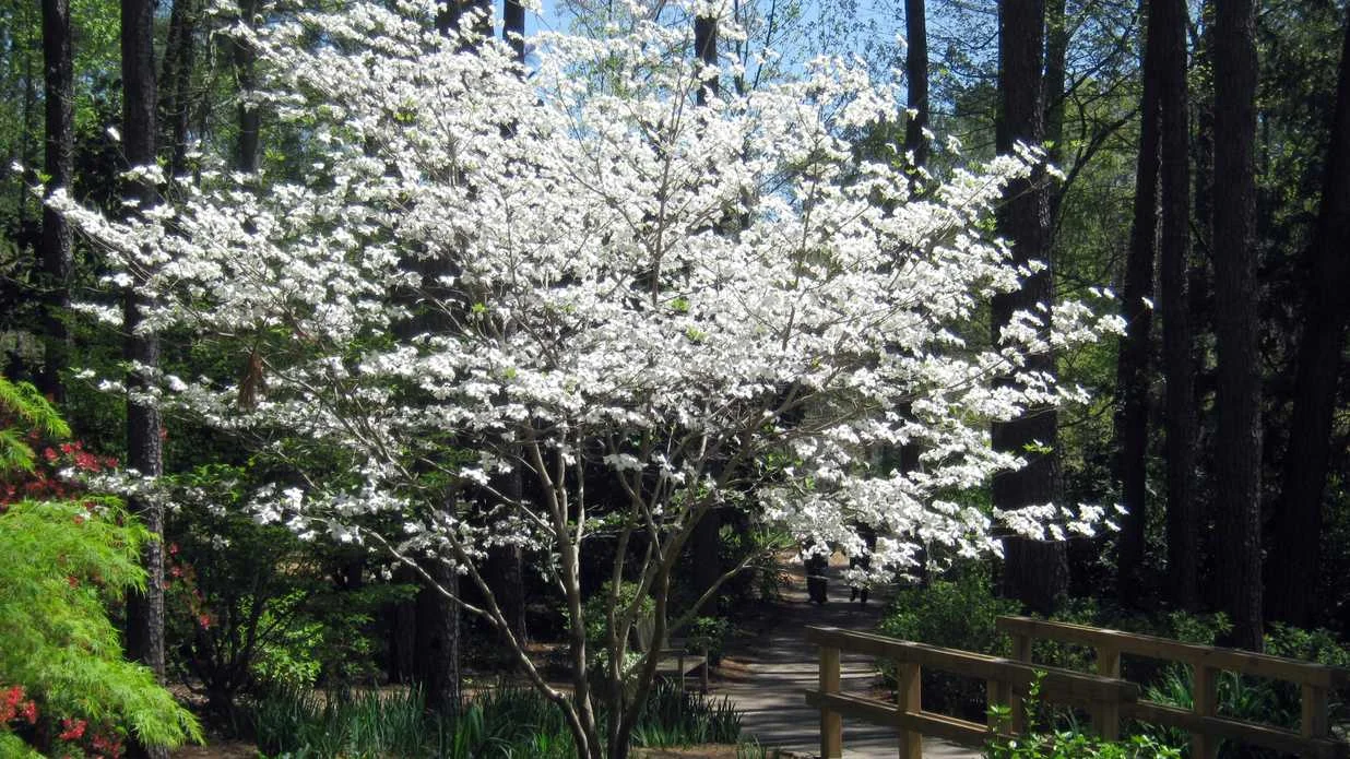 flowering dogwood tree.jpg