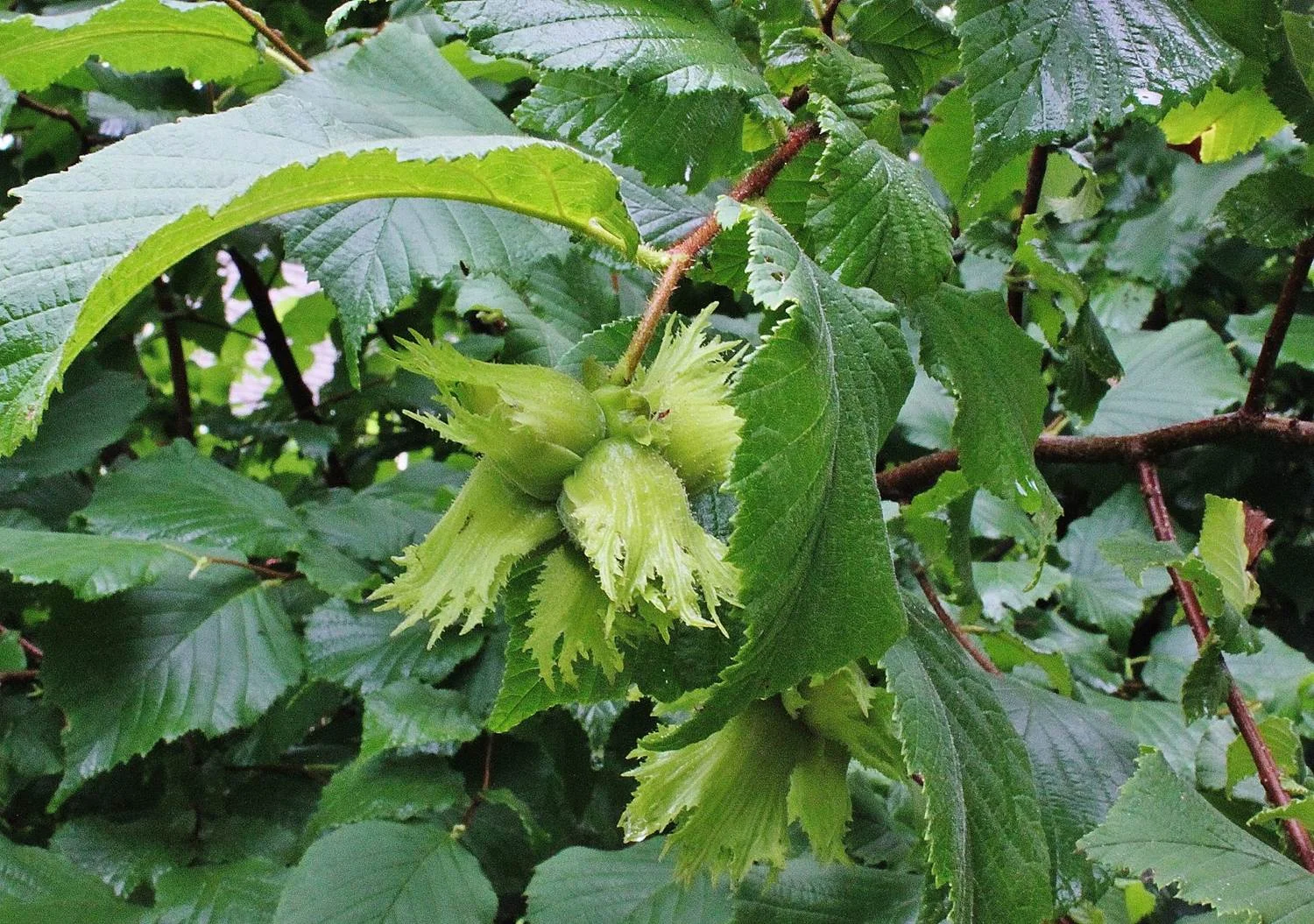 American-hazel-nut-cluster.jpg