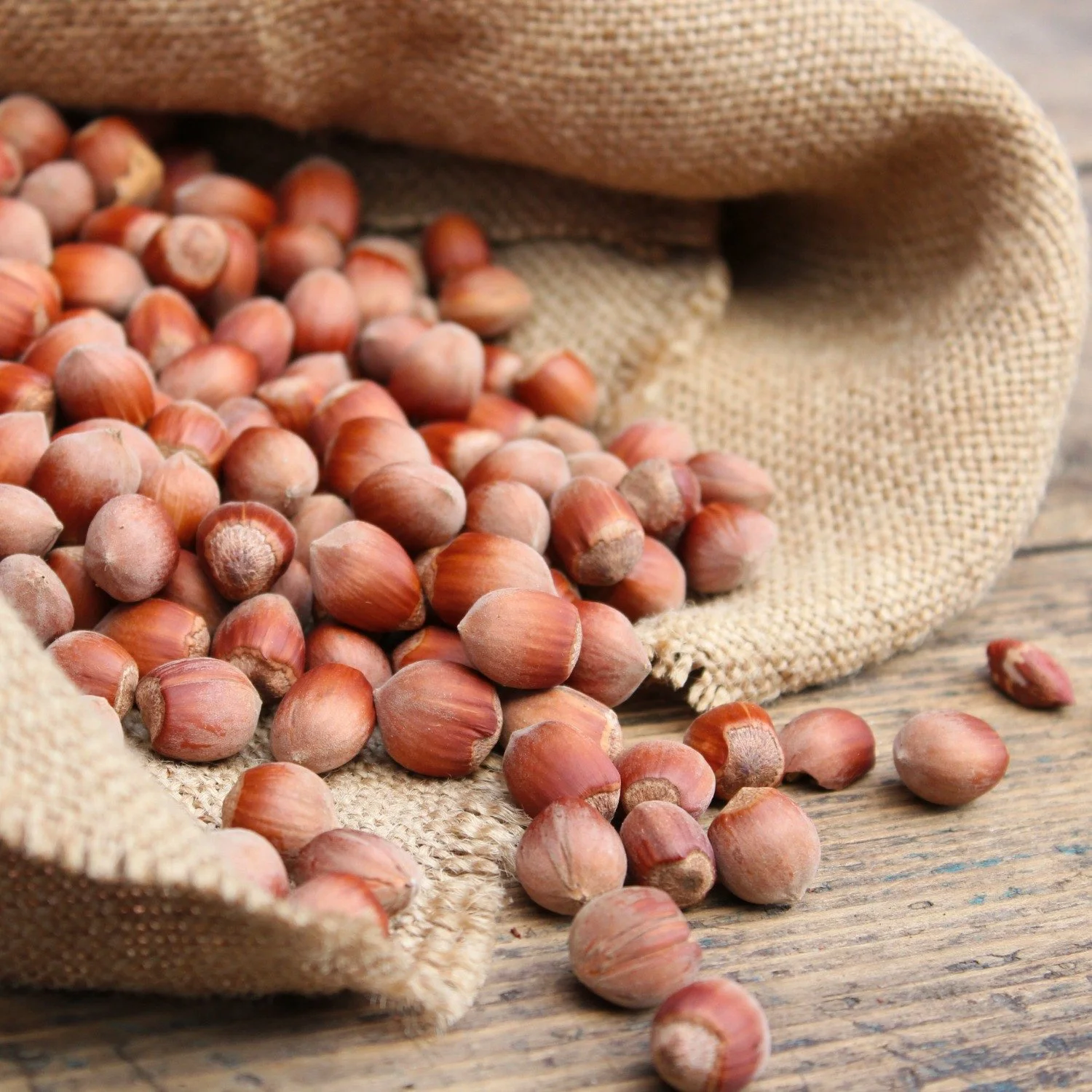 American-hazel-nut fruit.jpg