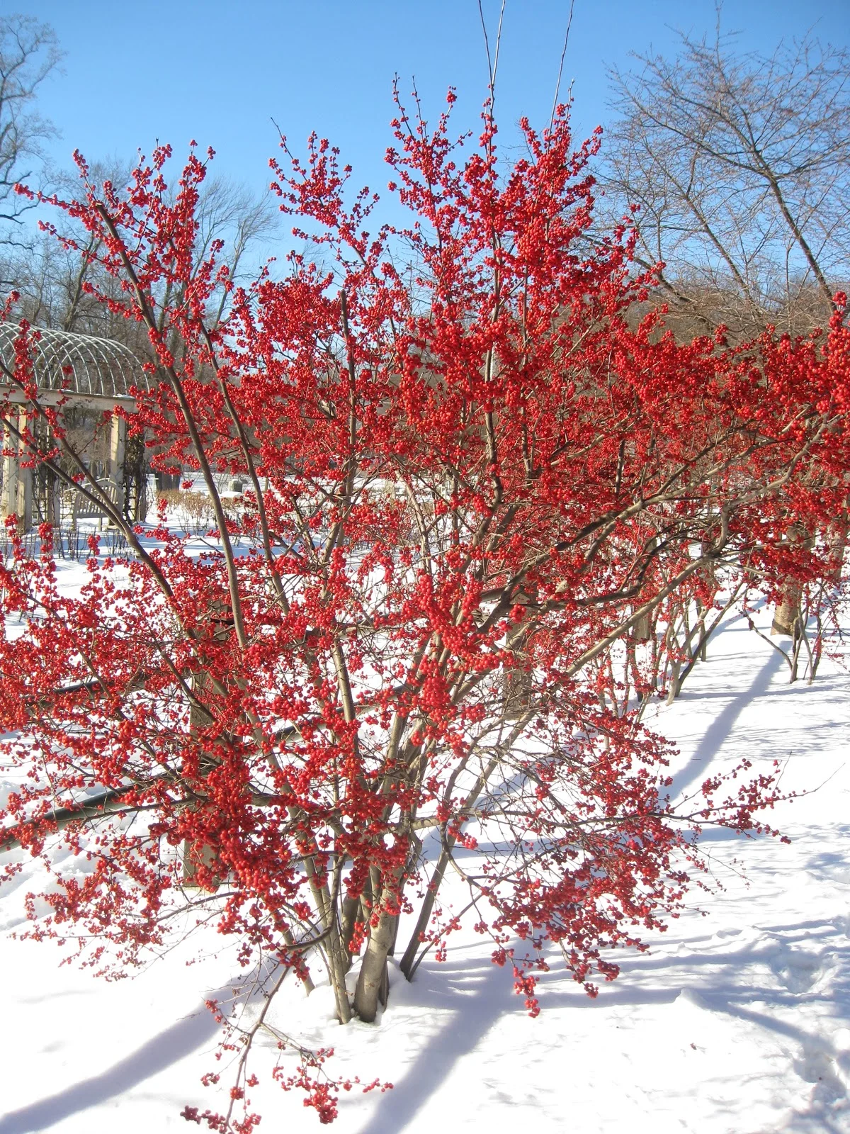 winterberry holly winter.jpg
