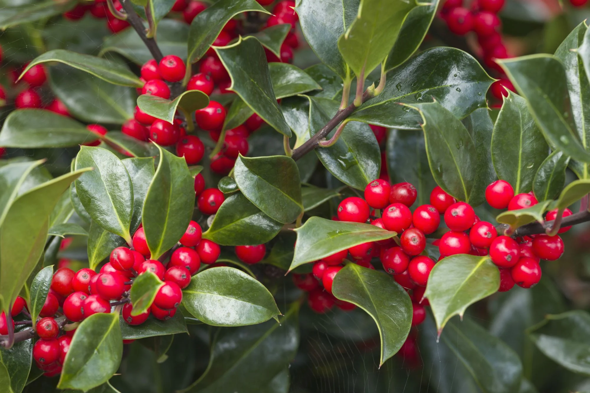 winterberry holly.jpg