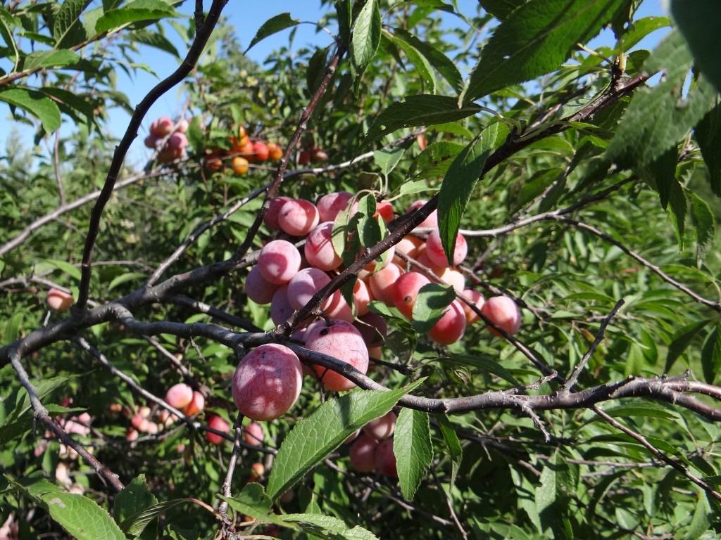 plum american fruit.jpg