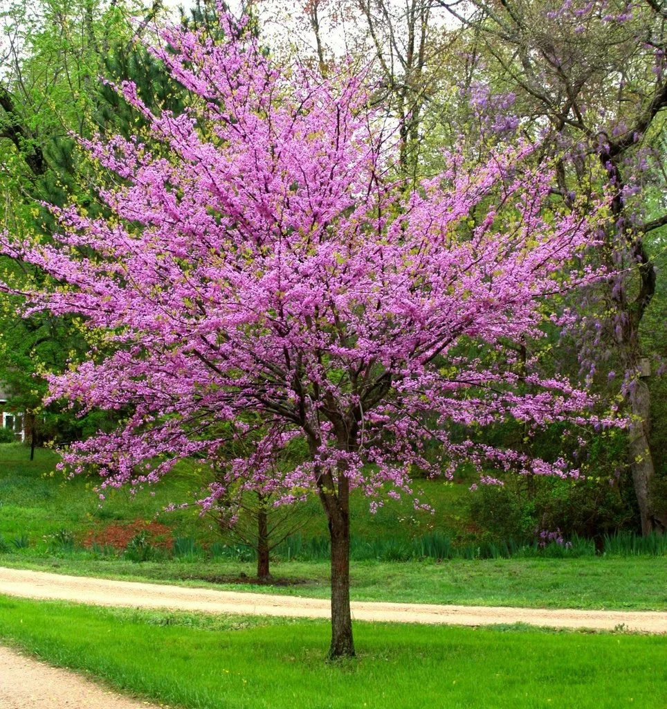 eastern redbud tree.jpg