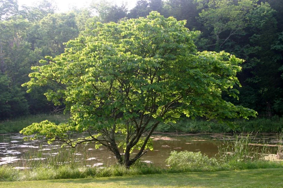 eastern redbud tree 2.jpg