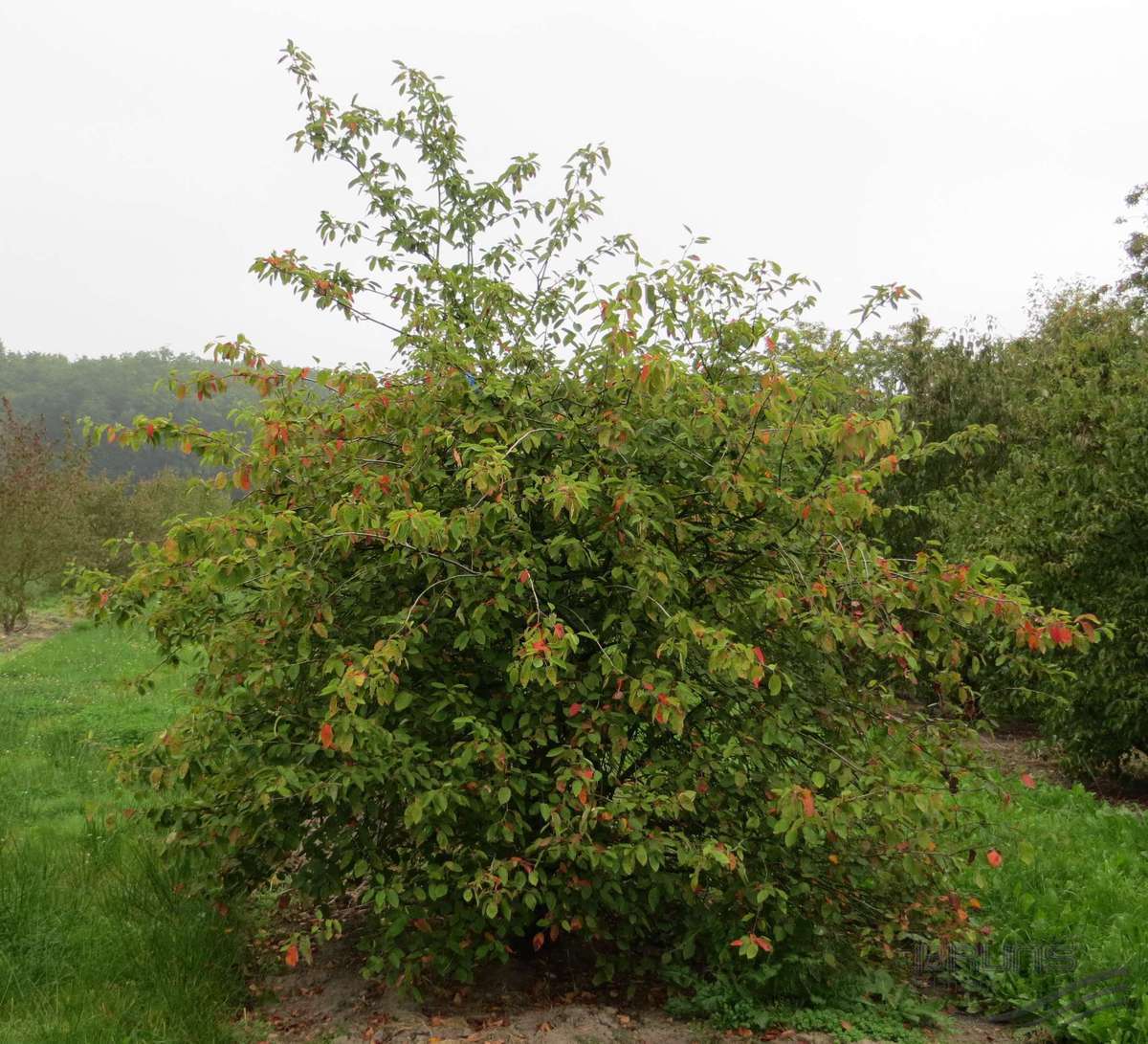 serviceberry green.jpeg