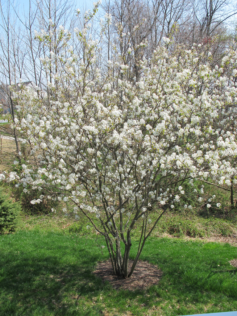 serviceberry white flowering.jpg