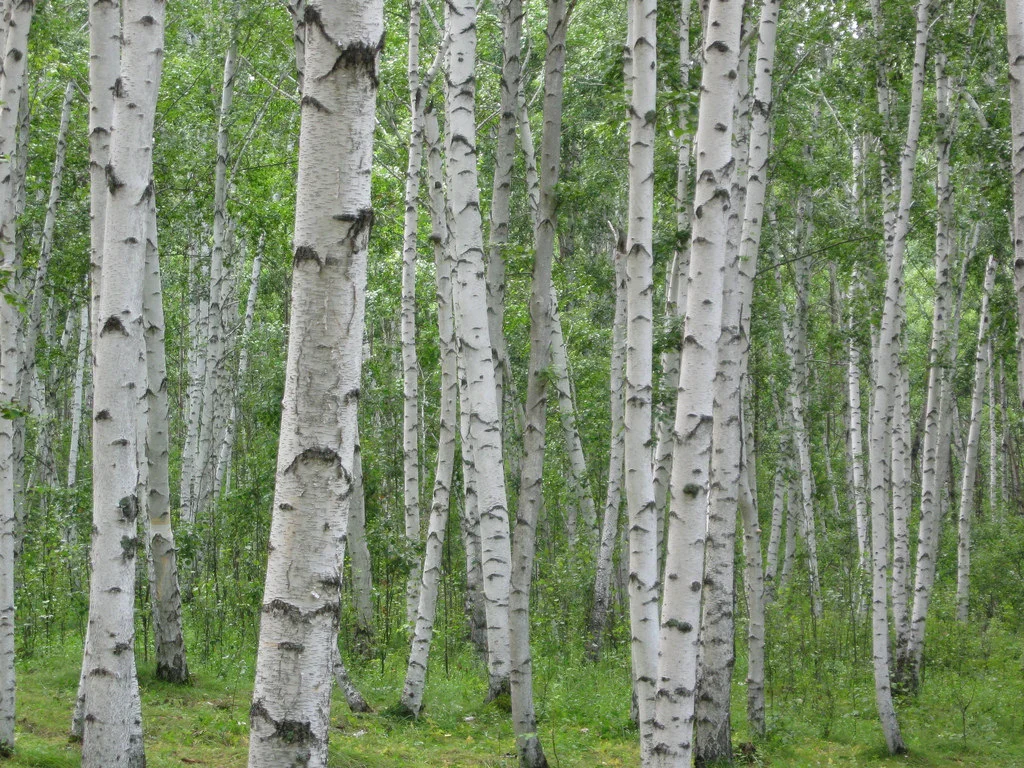 white birch.jpg