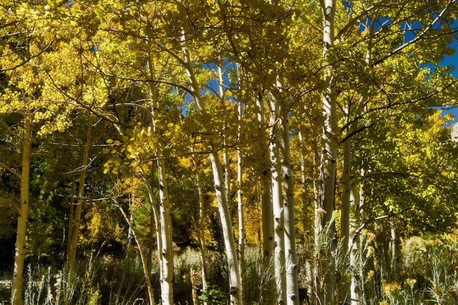 quaking aspen.jpg