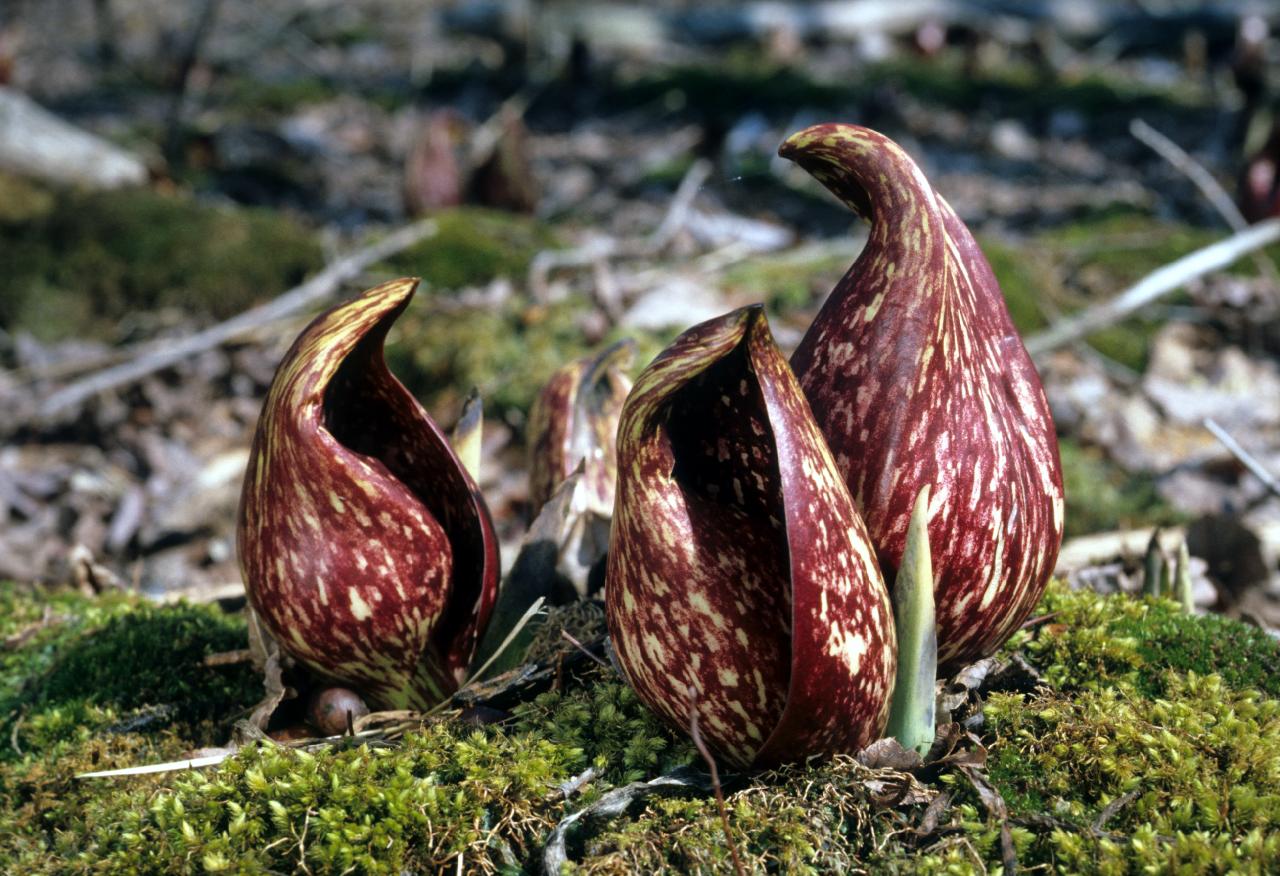skunk cabbage.jpg
