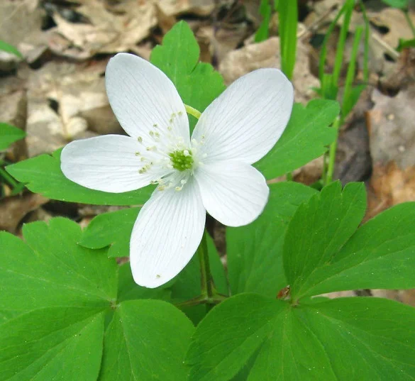 Wood Anemone.jpg