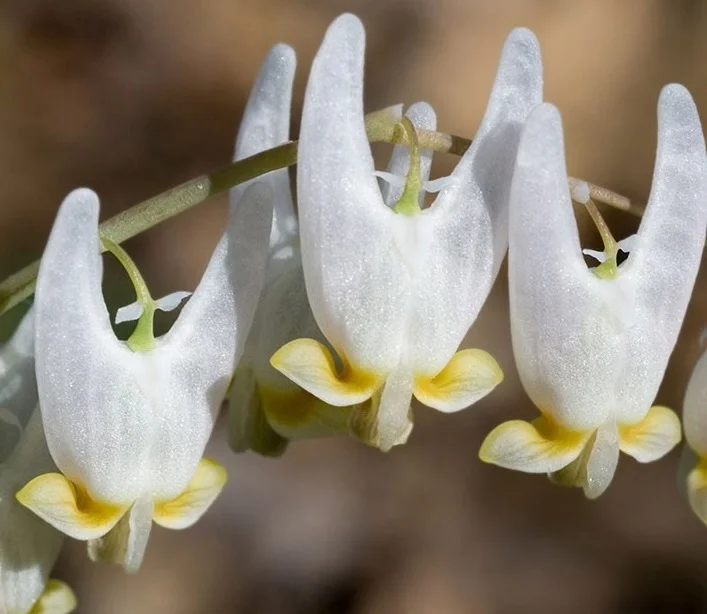 dutchmans-breeches.jpg