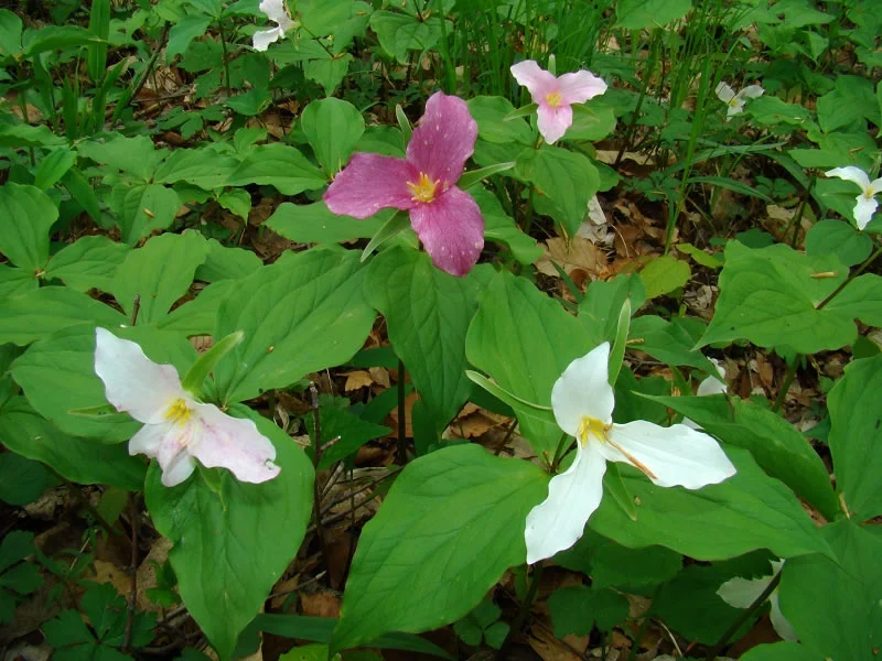 trillium3.jpg