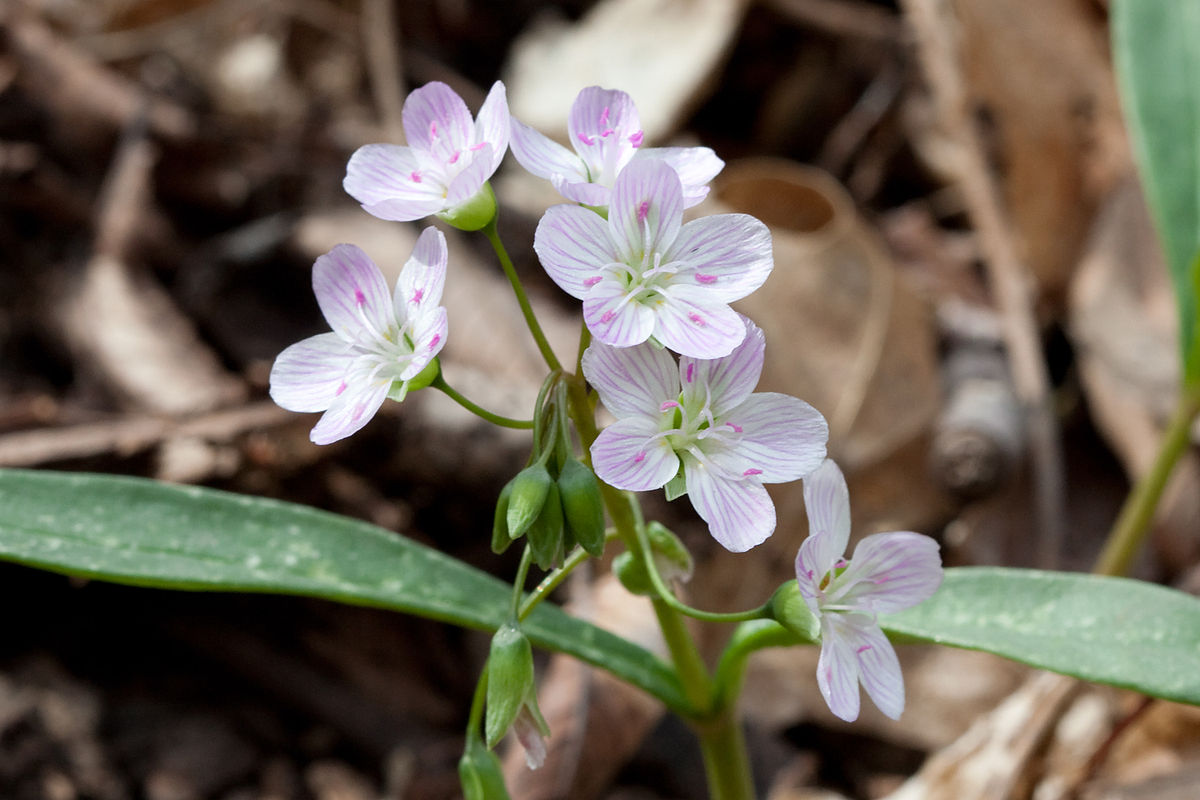 Spring Beauty.jpg