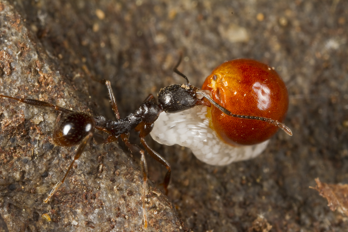ant-carrying-bloodroot-seed-1.jpg