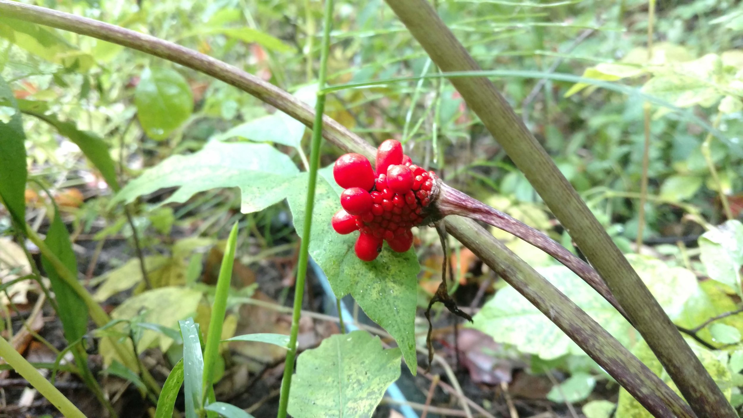 Jack in the pulpit berries
