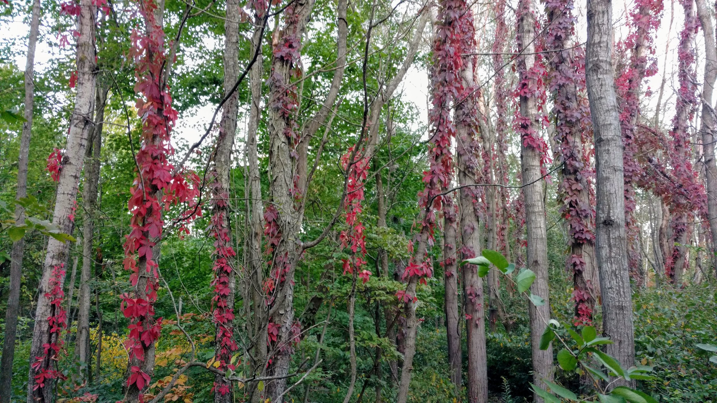 Virginia creeper in fall