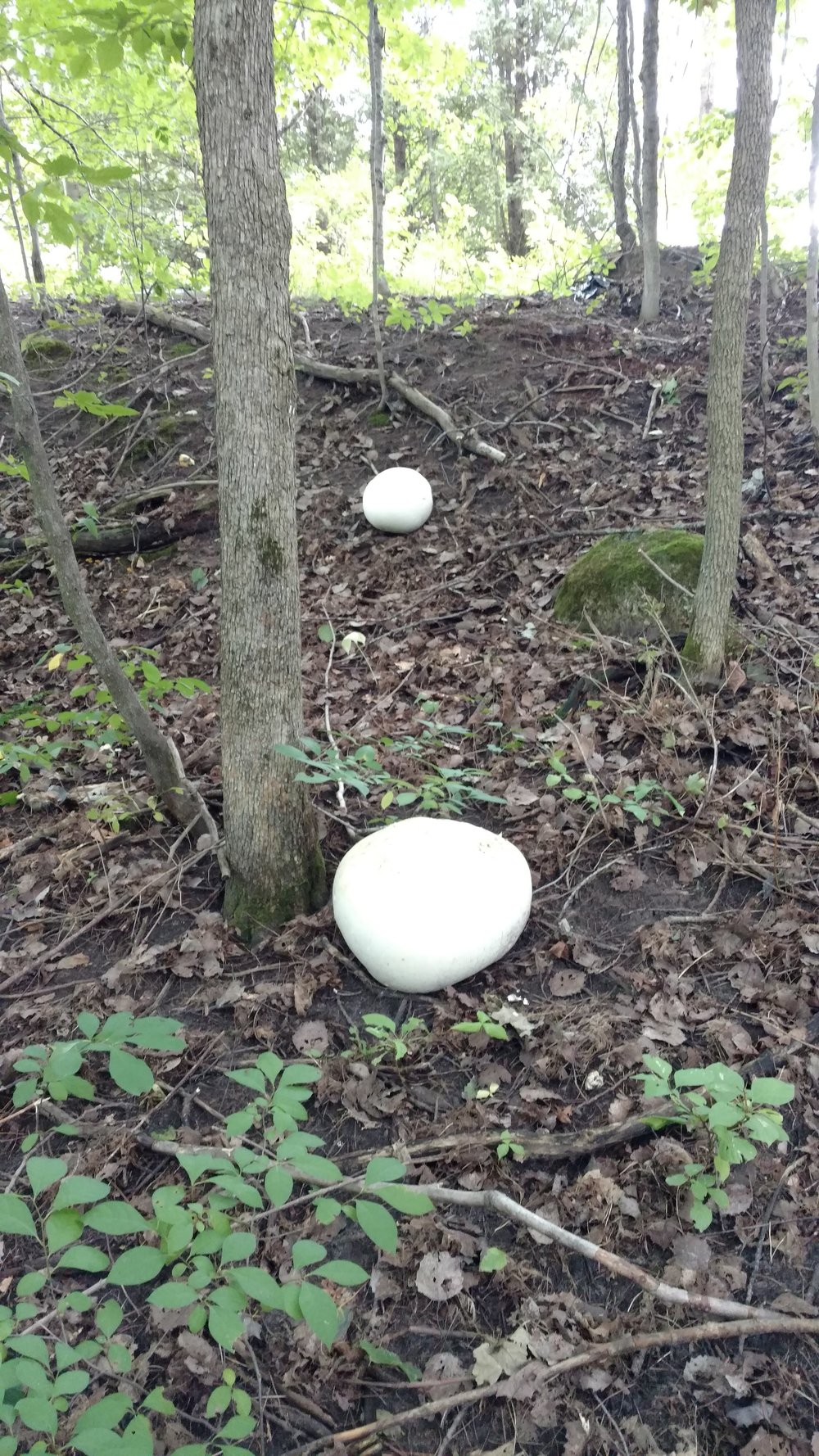 Giant puffballs