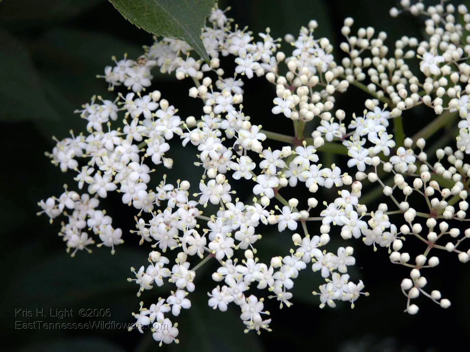 Elderberry_close_up1_jpg0001.jpg