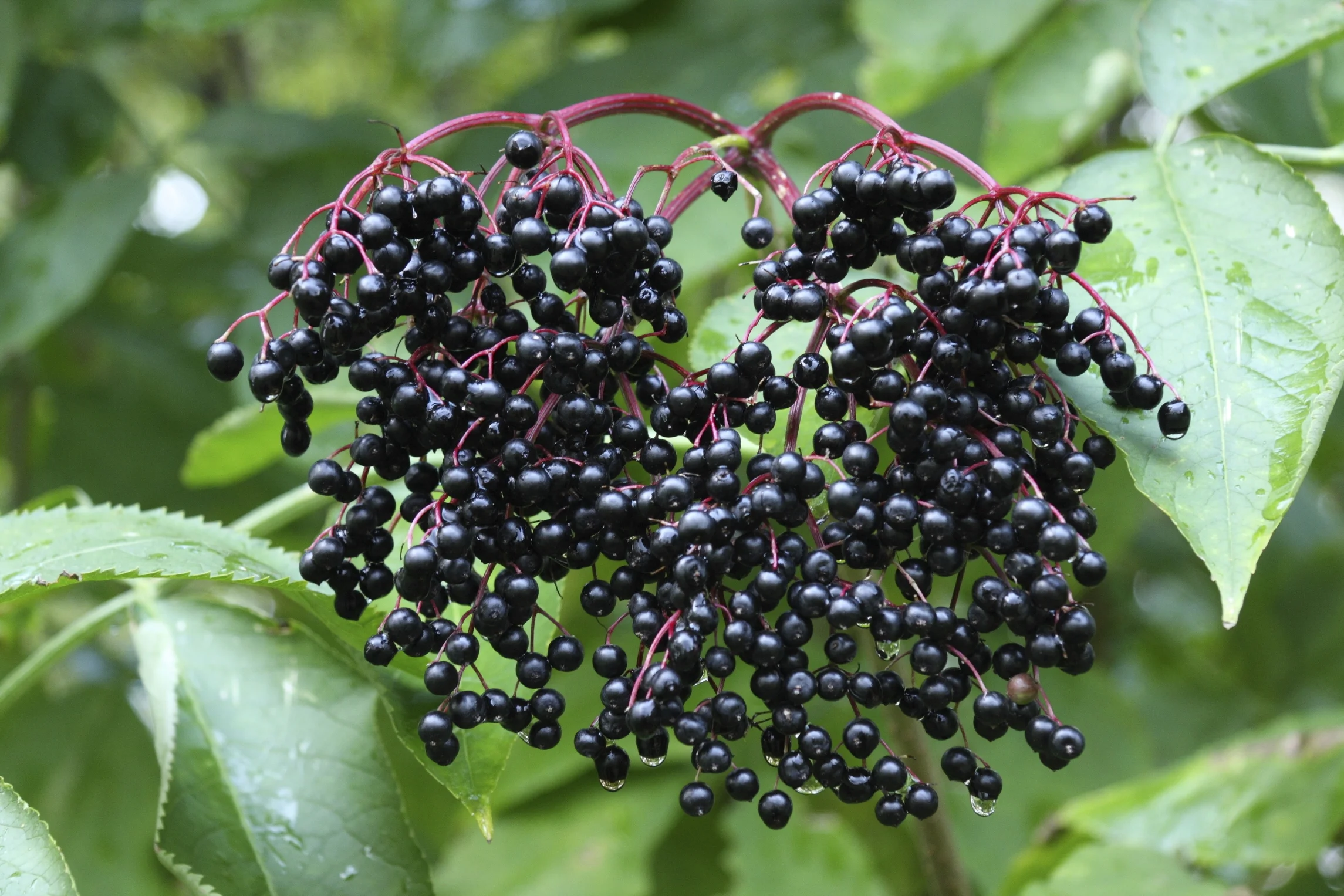 Elderberry berries.jpg