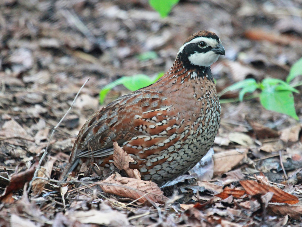 Northern Bobwhite Quail