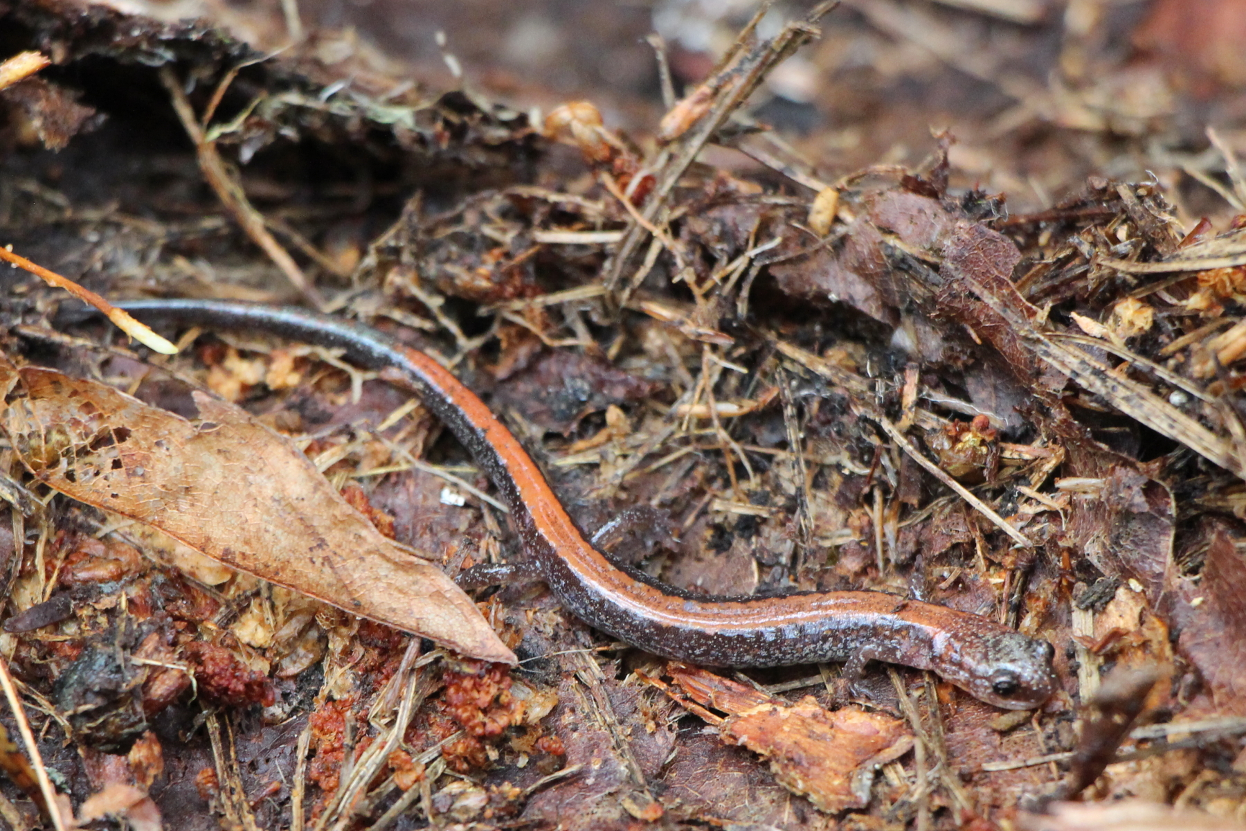 Red-backed Salamander