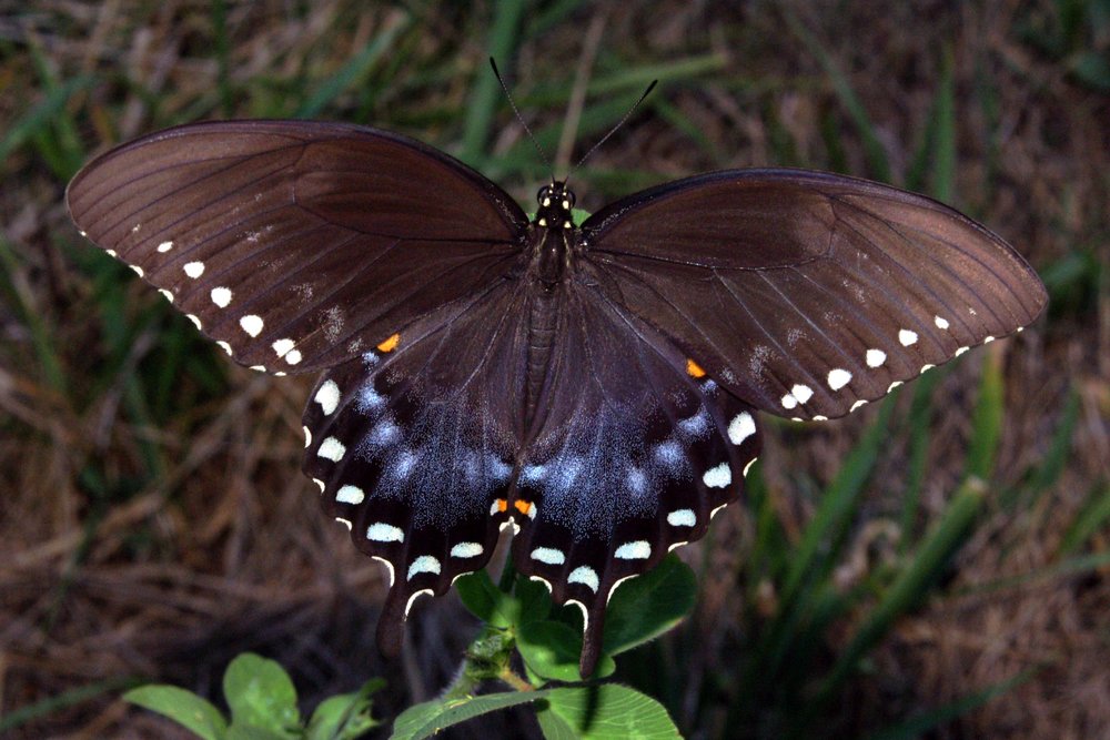 Spicebush Swallowtail