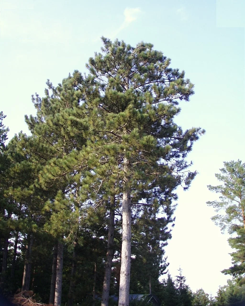 Red Pine 02.jpg