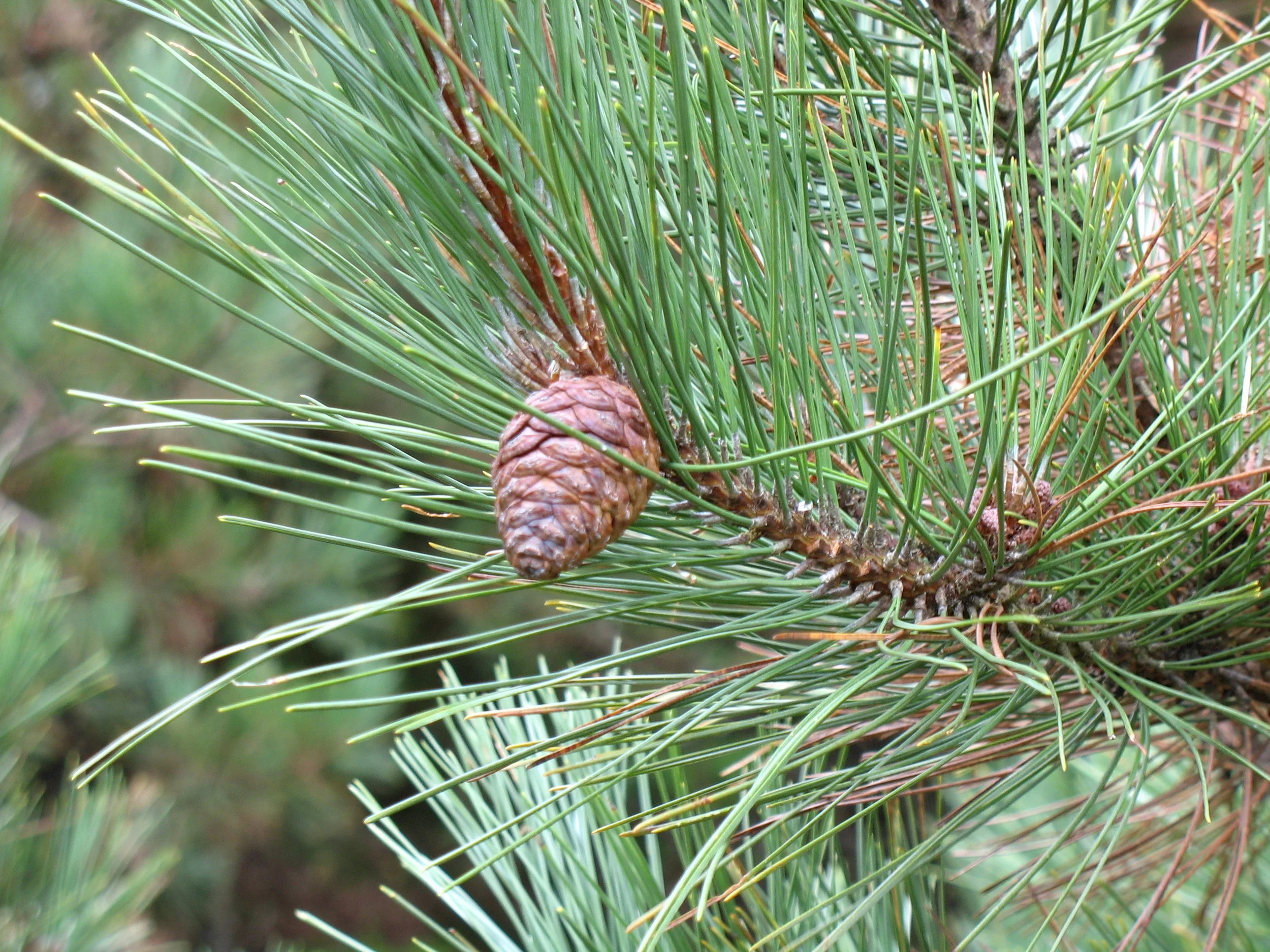 Red Pine 01.jpg