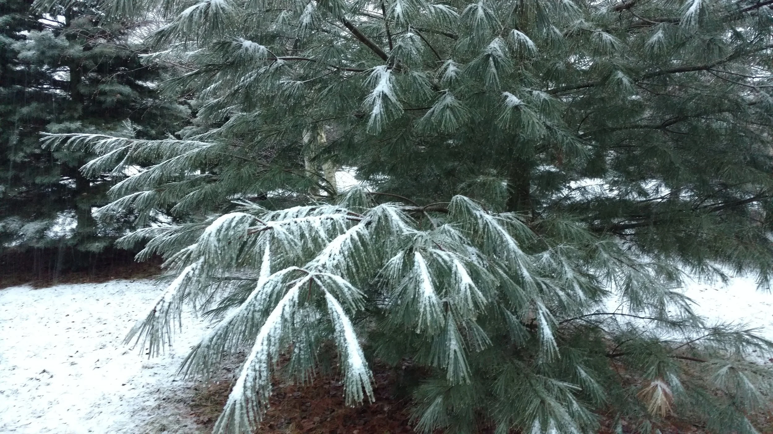 White Pine 03.jpg