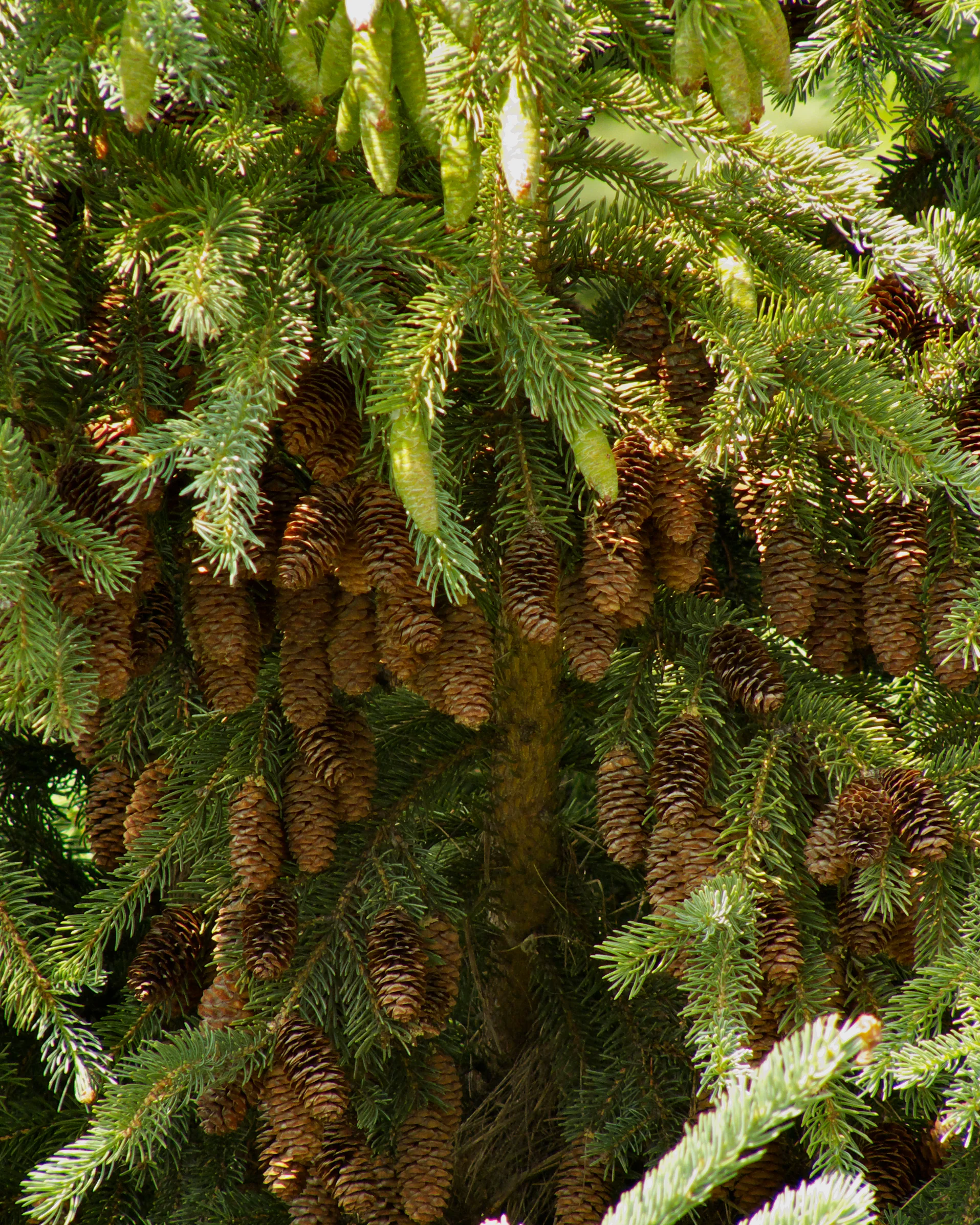 White Spruce 01.jpg