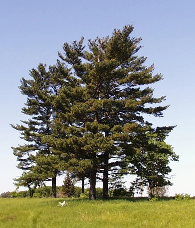 White Pine 01.jpg