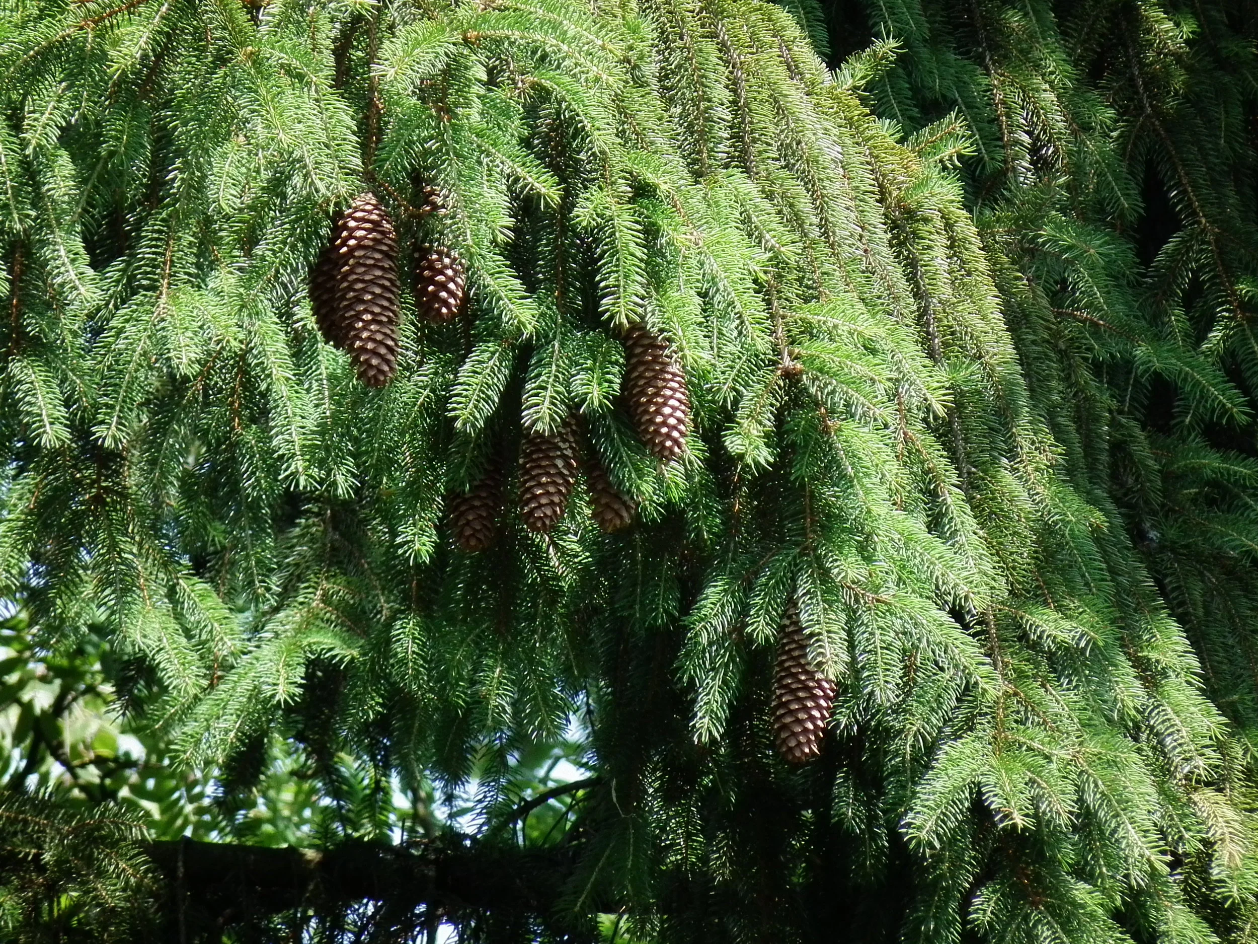 Norway Spruce 02.jpg