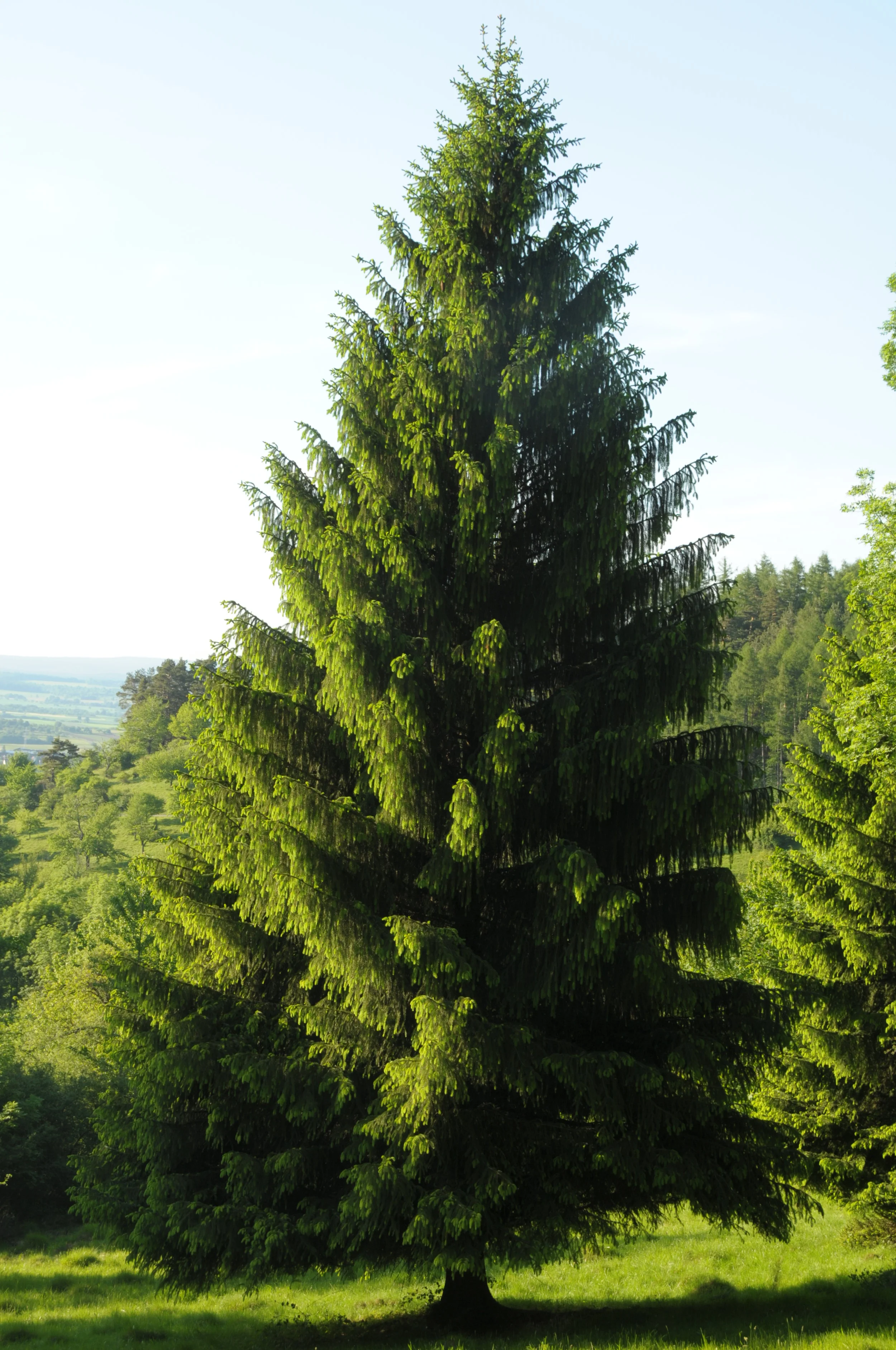Norway Spruce 01.jpg