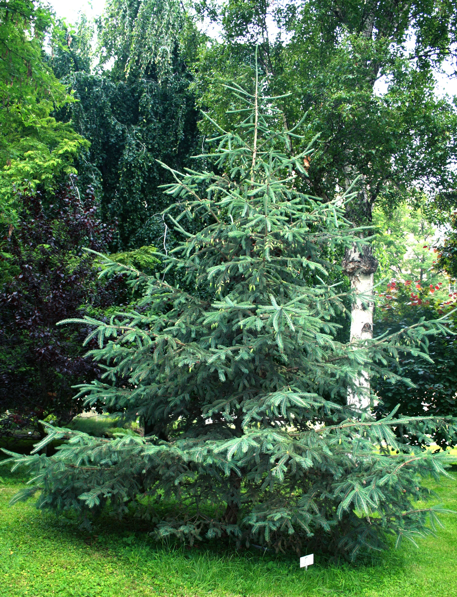 White Spruce 02.jpg