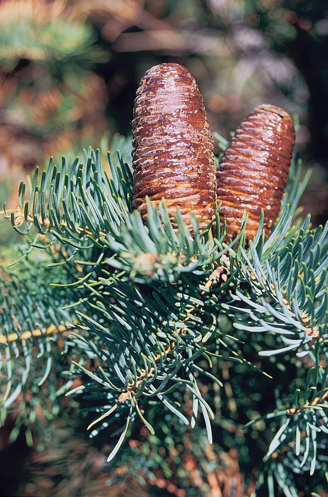 Concolor Fir 03.jpg