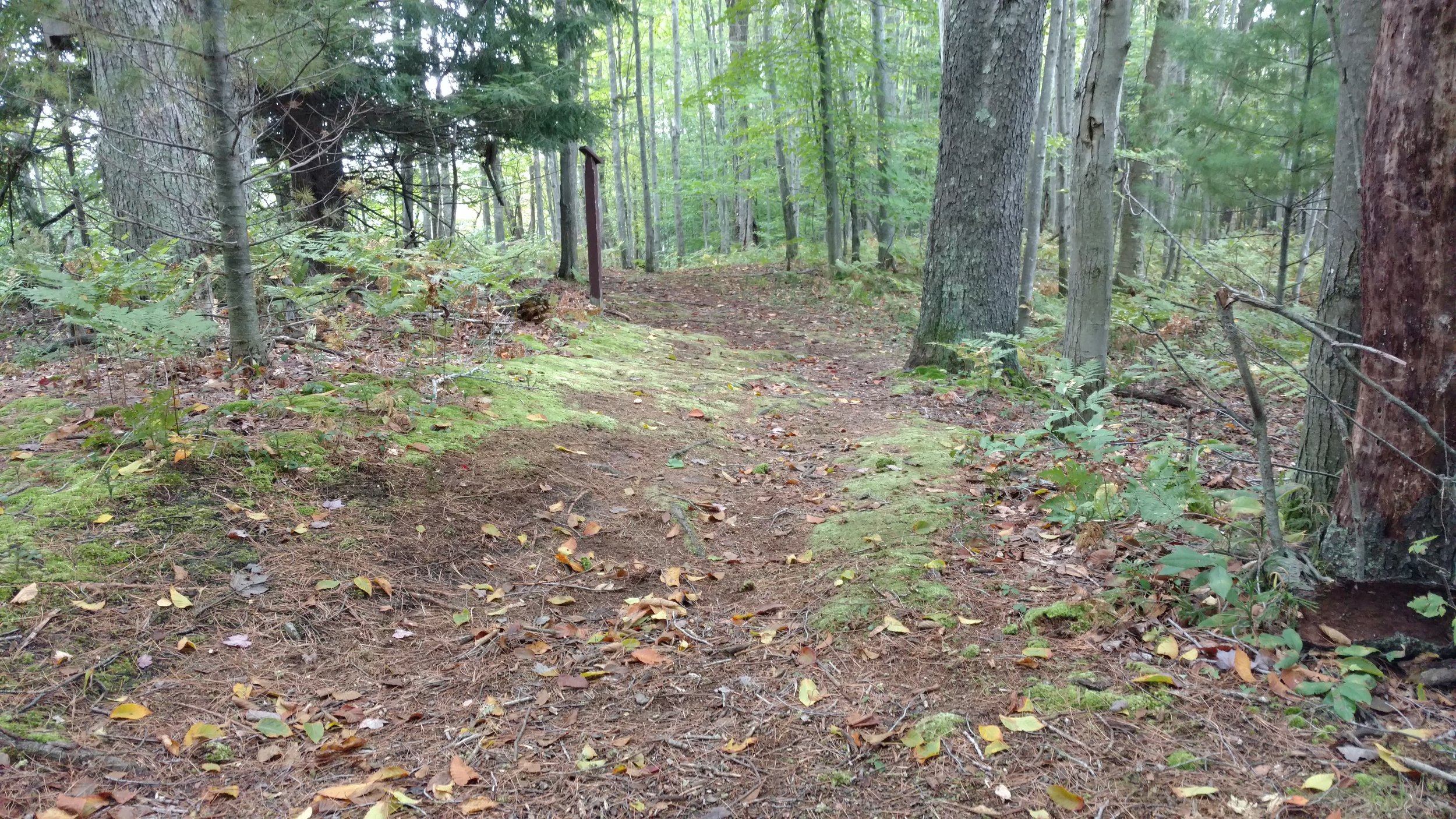 Forest Trails at Gales Pond