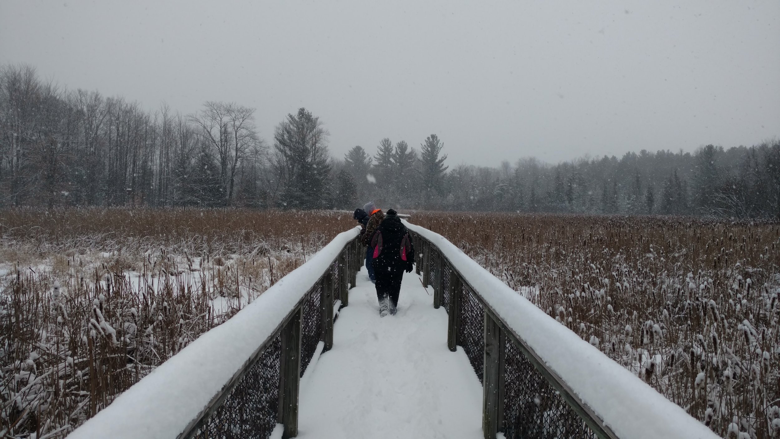 Christmas Bird Count 2017