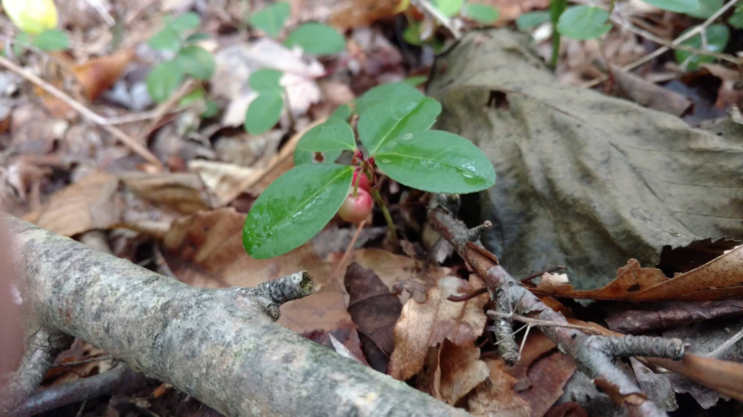 Flora &amp; Fauna of Gales Pond