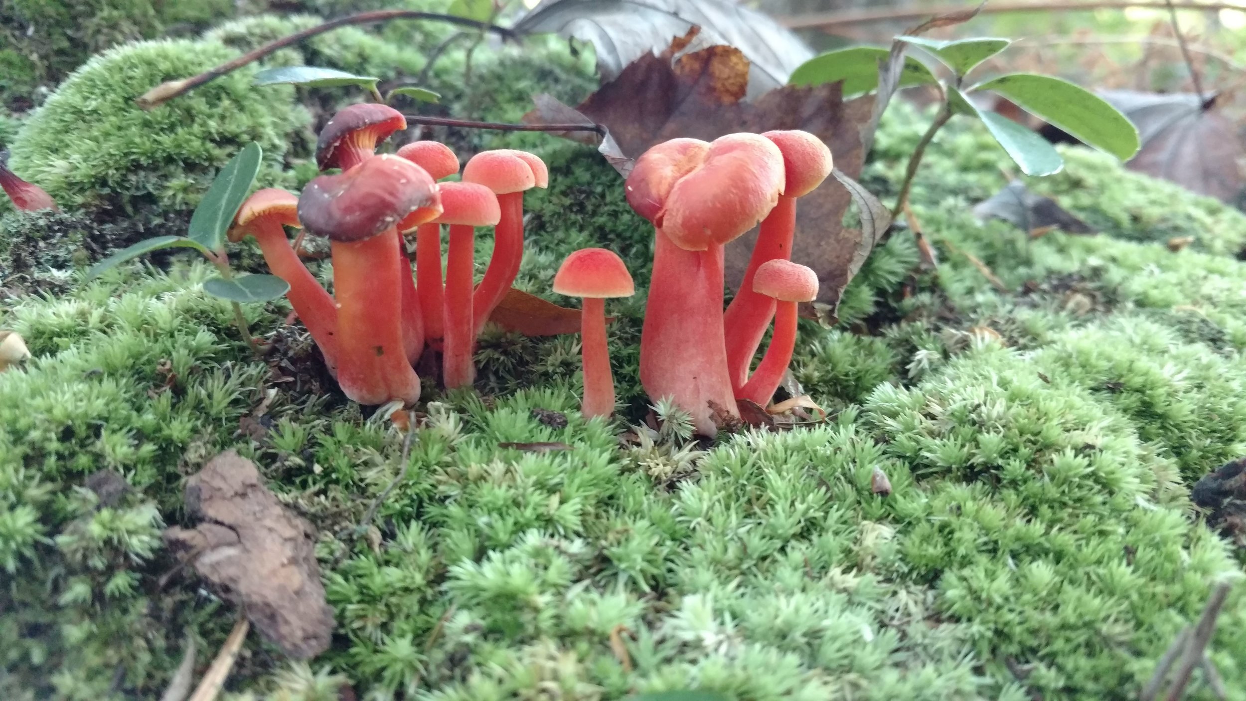 Flora &amp; Fauna at Gales Pond