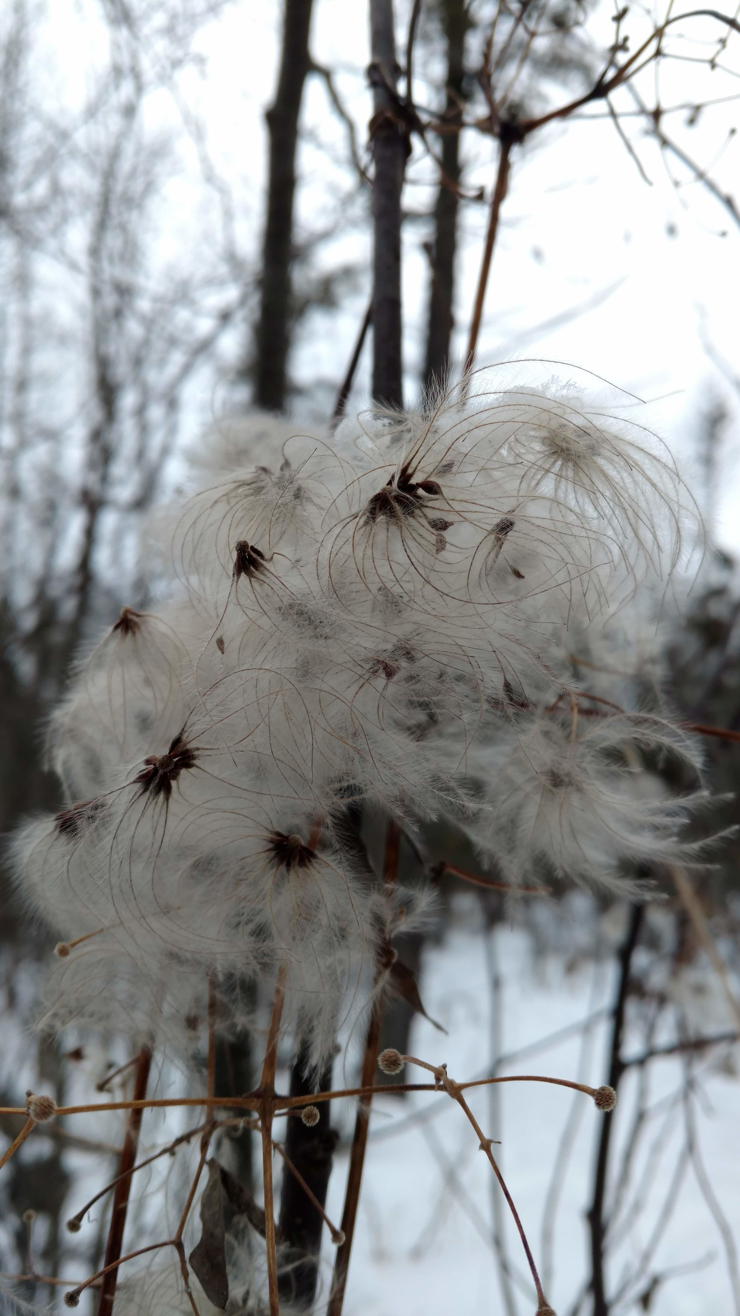 Flora &amp; Fauna of Gales Pond