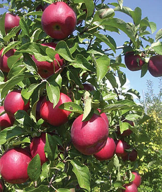 apple crimson crisp.jpg
