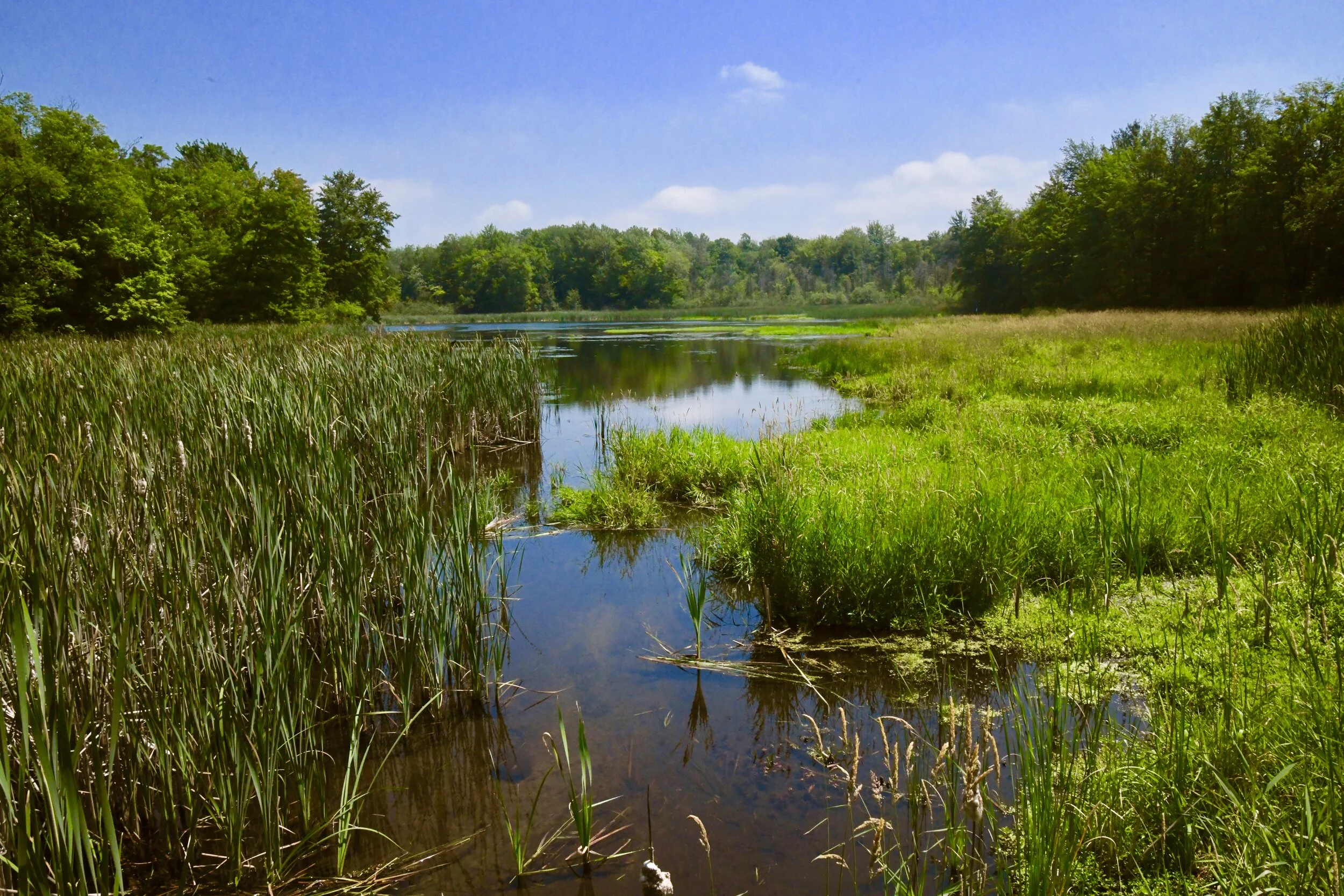 Gales Pond Field Day--CANCELLED