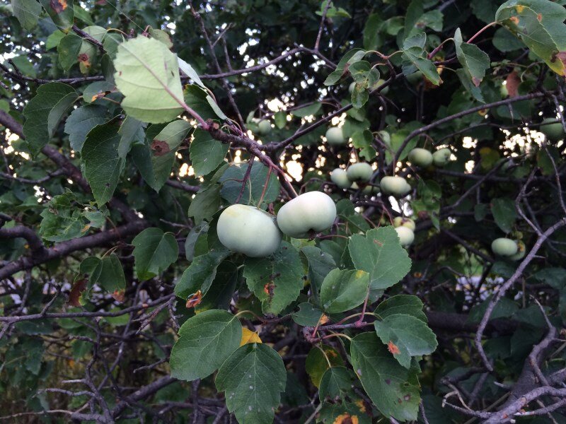 american crabapple5.jpg