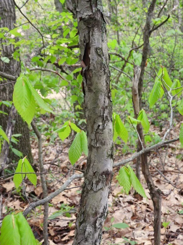 american crabapple4.jpg