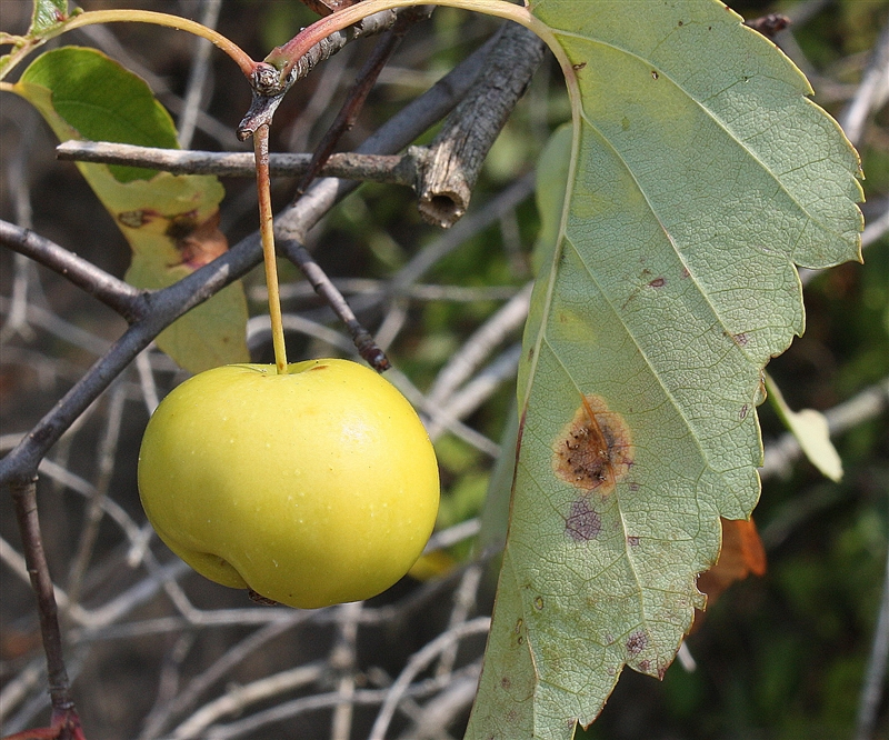 american crabapple2.jpg