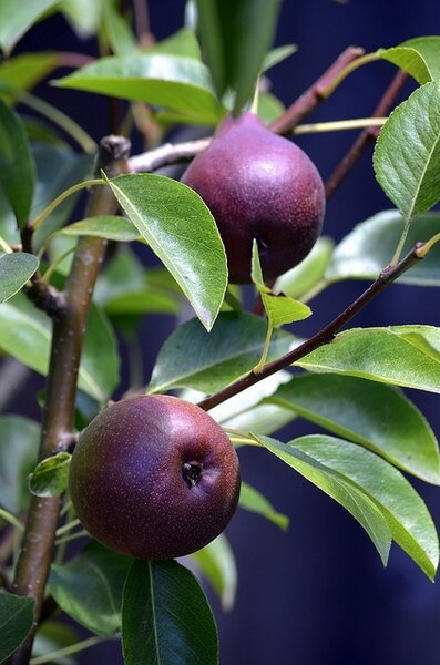 seckel pear4.jpg