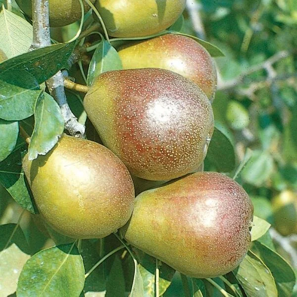seckel pear.jpg