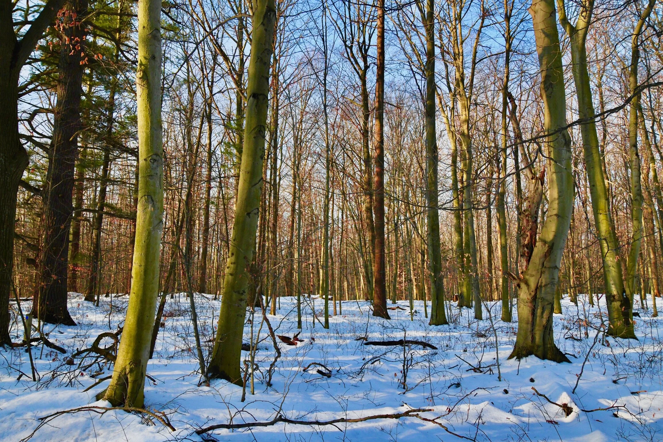 Know your Forest Types Webinar